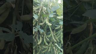 Rvsm 1135 soyabean #soyabean #agriculture #soybeankikheti #farming