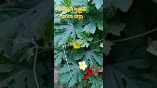 (Let's love nature)  බෙදුනු ශාක පත්‍ර 🍁/ Divided plant leaves