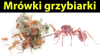 [Mrówki] Acromyrmex octospinosus - mini opis Gatunkowy i hodowla mrówek grzybiarek