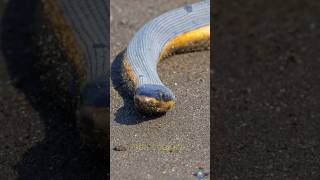 Mysterious Sea Snakes Wash Ashore on the South Coast of Australia