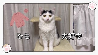 ''ひも''が大好きな子猫に''ひも''あげてみた🧶