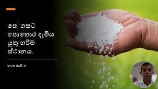 තේ පොහොර යොදන නිවැරදිම තැන දැනගන්න |Where to apply fertilizer|Tea |fertilizer | Tharaka-Agri-biz