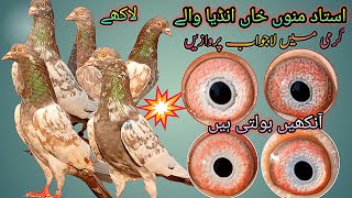 lakha kabootr breadr 2 jory ||garnty k sath parwaz ||Rana kasuri pigeon ||03216594731what.s ||