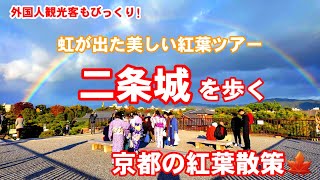 Kyoto Japan Walk/Nijo Castle and autumn leaves with a rainbow/November 20 2023 虹が出て美しい二条城を歩く