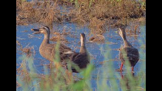 カルガモ夏　Spot-billed duck in summer　Anas zonorhyncha