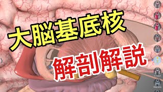 基礎解剖:大脳基底核について解説してみた