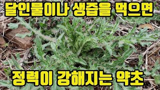 엉겅퀴-마시는 정력 강화제! 간과 담낭질환에 최고 약초! 연골세포 보호작용, 혈압조절, 당뇨치료, 항암 약초