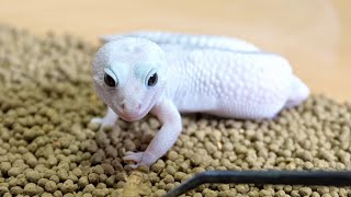 ヤモリってこんな餌食べるん！？【ニシアフリカトカゲモドキ】