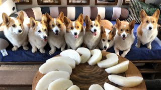 8배 더 귀여운 8마리 웰시코기 아삭아삭 배 먹방🐶  l  8 times more cute 8 Welsh Corgi's pear mukbang