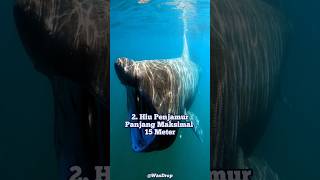 5 Spesies Hiu Terbesar Di Dunia #animals #shorts #shark #top