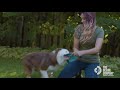 chuckit disc review with dog trainer rachel sample