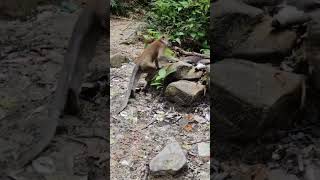 Monkey #waterfall #monkey #vacation #nature #animallover #animalshorts #funnyanimals  #monkeyvideo