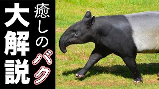 【映像】マレーバクはなぜ白黒？夢は本当に食べるの？