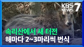 ‘태고의 신비’ 멸종위기 산양…속리산에서 새 터전 / KBS  2021.12.07.