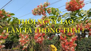 Thời ngụy tạo làm ta thông thái ? | Chuyện đời Xưa nay