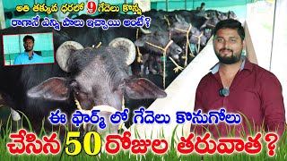 తక్కువ ధరలో 9 గేదెలు కొన్న రైతులు |ఇప్పుడు నా గేదెలు ఎలా ఉన్నాయి అంటే?  Murrah Buffaloes for sale