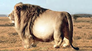 TOP 15 LARGEST Animals in the world