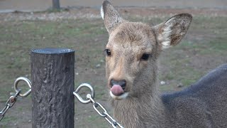 奈良公園 Nara Park (Japan) (2024)