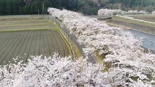 DJI Mavic Air 滋賀県甲賀市 空撮  鮎河千本桜  満開 2018年4月4日