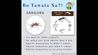 Sangura - Mosquitoes - Muggen??