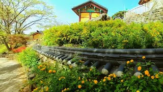 [4K] 2023 계룡산 갑사 황매화 | Spring of Buddhist Temples in Korea