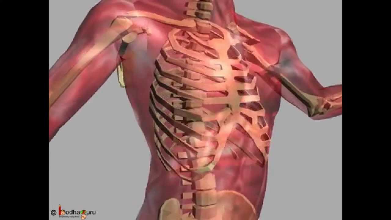 Science Human Skeleton Different Joints Movement 3d Animation