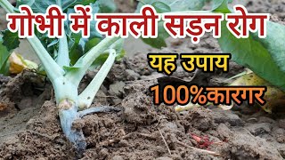 गोभी का सबसे  खतरनाक  रोग | रोग का सफल उपाय |dangerous disease of cabbage | successful trick