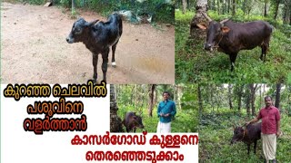 നാടൻ കാസർഗോഡ് കുള്ളൻ പശു.Kasargod Dwarf Cow Details... Insight Media