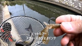 キャット入れ食い釣り堀 in 掘割川