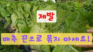 배추를 끈으로 묶으면 안되는 이유가 있습니다.