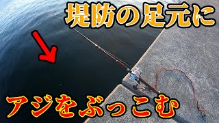 【クエ】堤防の際にアジを落とすだけで超高級魚が釣れます