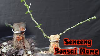 Cara membuat bonsai sancang mame