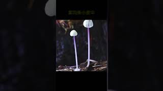 Time-Lapse-The Mushroom Growth 蘑菇生長延時攝影~拍攝的時候沒咋見光，它就長得白白凈凈了