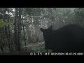 wild killarney august wildlife compilation killarneyontario naturevideos naturelovers