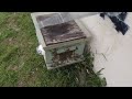 honeybee trap out update