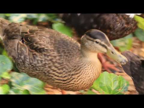 بتھ ördek छोटा बत्तख़ アヒル 小鸭 Ducks 04Jun2018 بتھ ördek छोटा बत्तख़ アヒル 小鸭 Ducks 04Jun2018