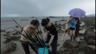 豬豬帶一幫妹子趕海，幾十根竹竿掛滿大貨，皮皮抓到數不清