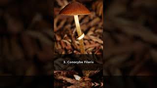 Top 5 Most Poisonous Mushrooms in the World: A Guide to Dangerous Fungi #top5 #shorts #mushroom