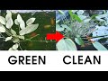 How to Clean a Green Pond