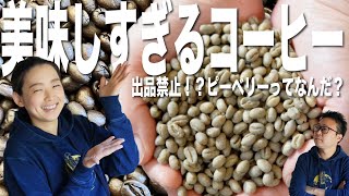 【美味しすぎて出品禁止！？】年に一度の激レア珈琲、進化したピーベリーってなんだ？？