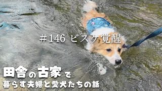 【田舎暮らし】川遊びに行ってみると弟ポメコギが覚醒した日のお話【#146】