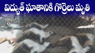 విద్యుత్ ఘాతానికి గొర్రెలు మృతి || CURRENT SHOCK || MKTv