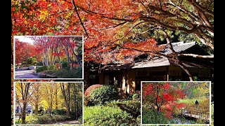 都内の目黒駅周辺の紅葉公園めぐり