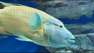 メガネモチノウオとタマカイの泳ぐ様子【Swimming of a Napoleon fish and a Giant grouper】