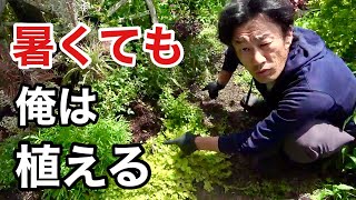 穴が空いたらとりあえず植える植物バカはこちらです　【園芸超人カーメン君】