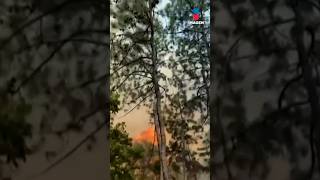 Sofocan incendio en Avándaro, Valle de Bravo, Estado de México | Shorts | Zea
