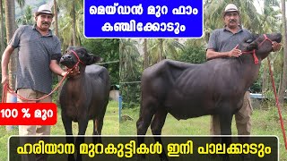 ഹരിയാന മുറ കുട്ടികൾ ഇനി പാലക്കാടും | MAIDEN MURRAH FARM at PALAKKAD