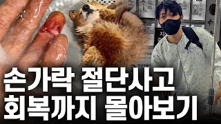 강아지 싸움 말리다 손가락 절단 후 회복까지 있었던 일  루시코기 수술\u0026입원 편 몰아보기