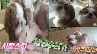 사랑스러운 장난꾸러기 시츄 모녀 / Lovely Shih Tzu Mother And Daughter