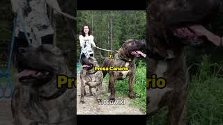 Top 10 loài chó HUNG DỮ nhất thế giới.#top #top10 #dog #shorts #pitbull #dangerous #bigdog